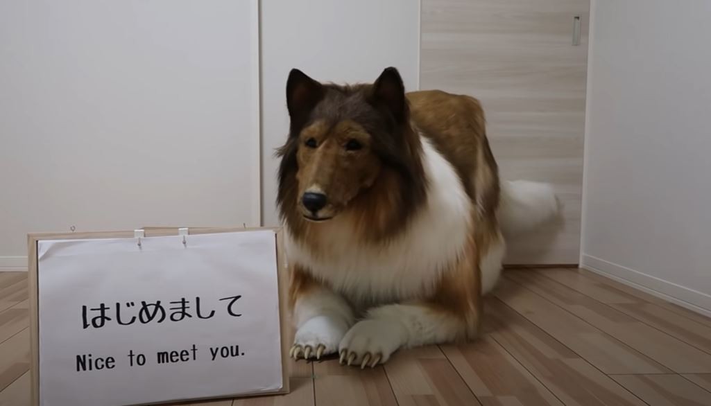 Japonês se transforma em Collie com fantasia ultrarrealista de R$ 75 mil