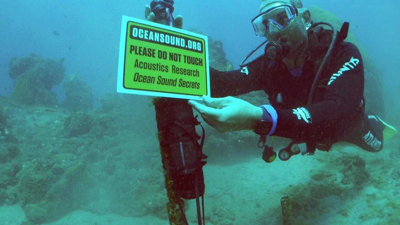 Pesquisadores estudam interferência de ruídos de Fernando de Noronha no comportamento de golfinhos