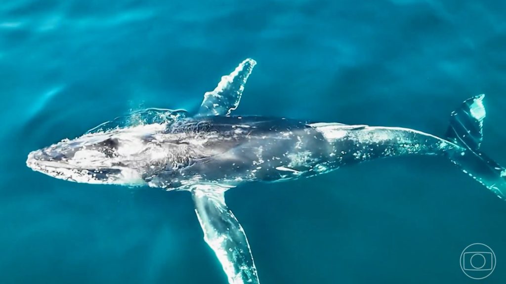 Baleias-jubarte atravessam oceanos, passam pelo Brasil e fazem maior deslocamento já registrado Baleias-jubarte atravessam oceanos, passam pelo Brasil e fazem maior deslocamento já registrado