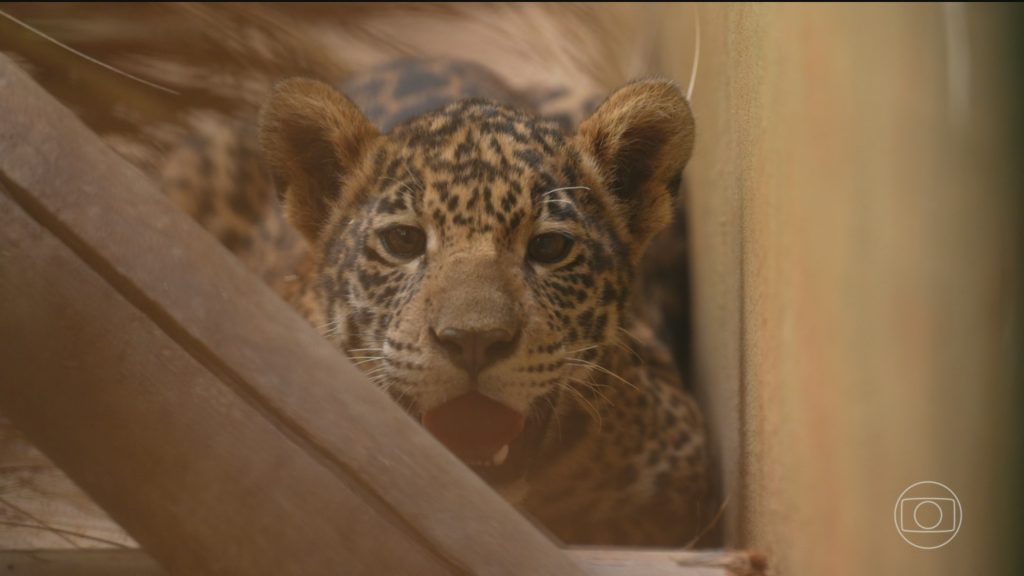 Número de animais selvagens resgatados pelos centros do Ibama aumenta quase 30% em 2026 Número de animais selvagens resgatados pelos centros do Ibama aumenta quase 30% em 2026